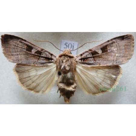 Xestia ditrapezium (Denis & Schiffermüller, 1775) Rolnica dwutrapezka Czech50j